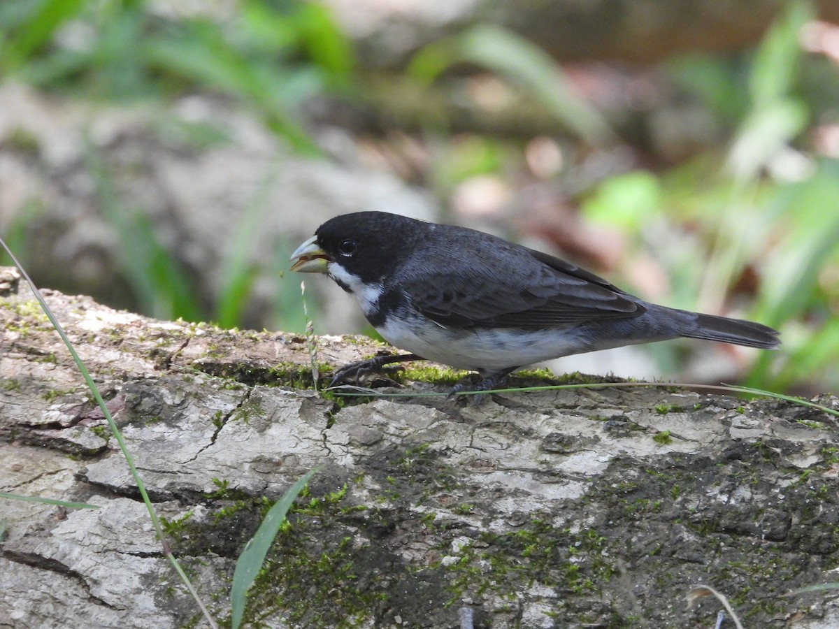 Double-collared Seedeater - ML642782691