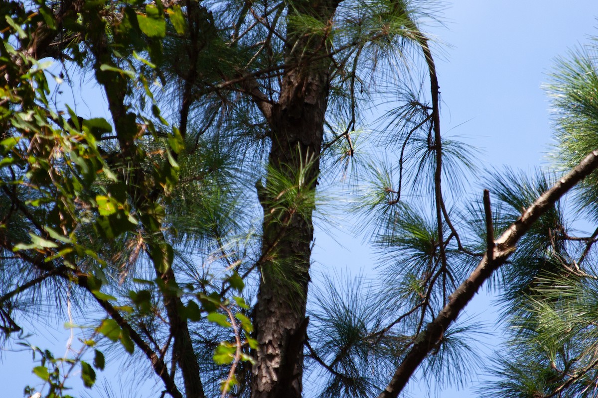 Brown-headed Nuthatch - ML642782711