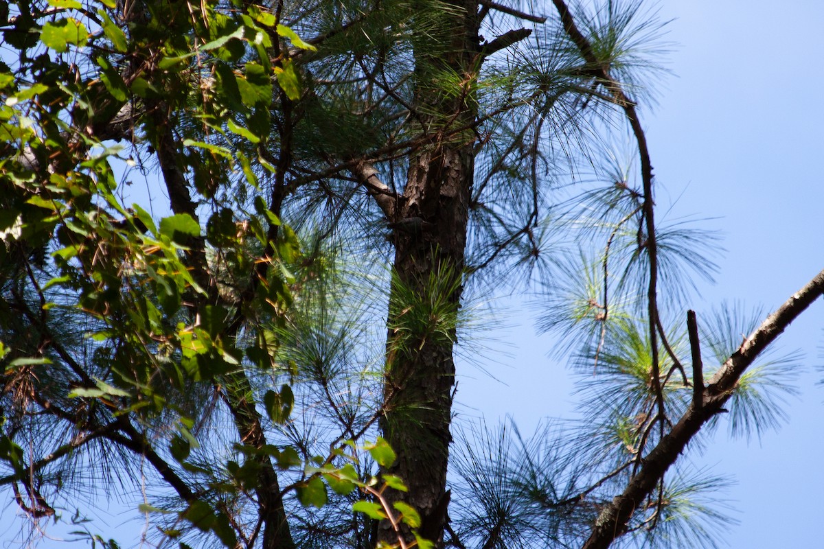 Brown-headed Nuthatch - ML642782712