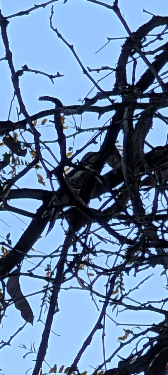 Yellow-bellied Sapsucker - ML642782713