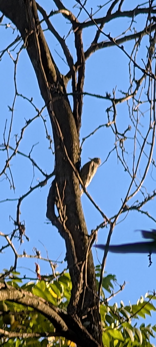 Yellow-bellied Sapsucker - ML642782714