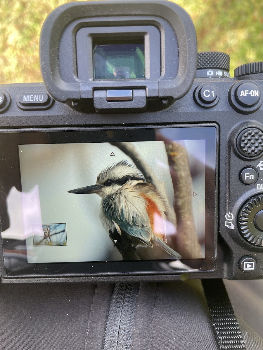 Red-backed Kingfisher - ML642782734