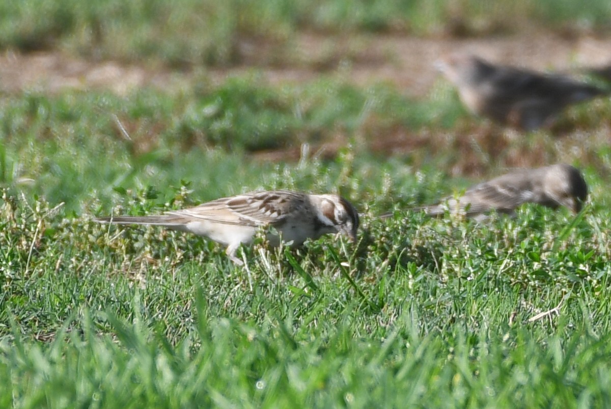 Lark Sparrow - ML642782783