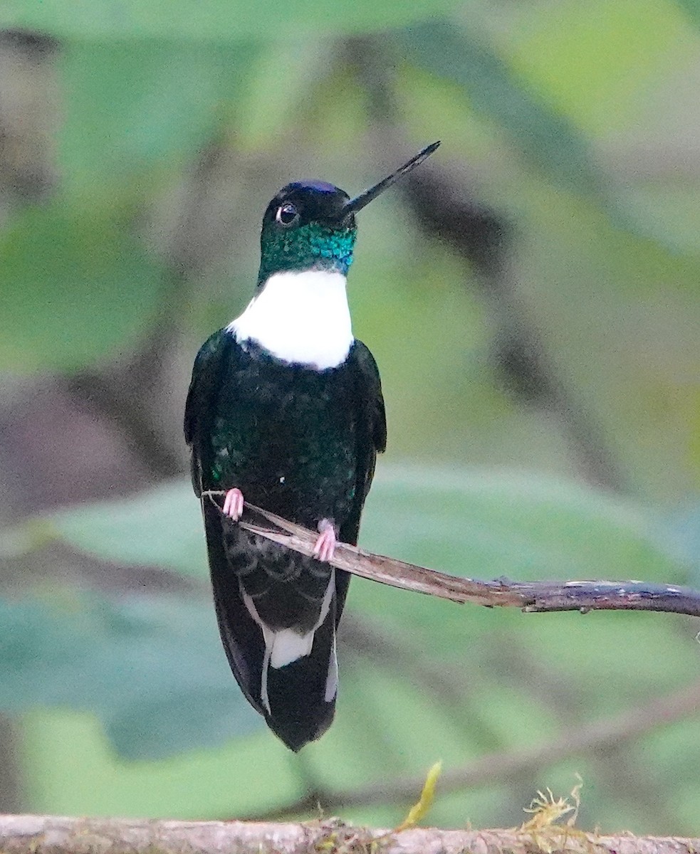 Collared Inca (Collared) - ML642782794