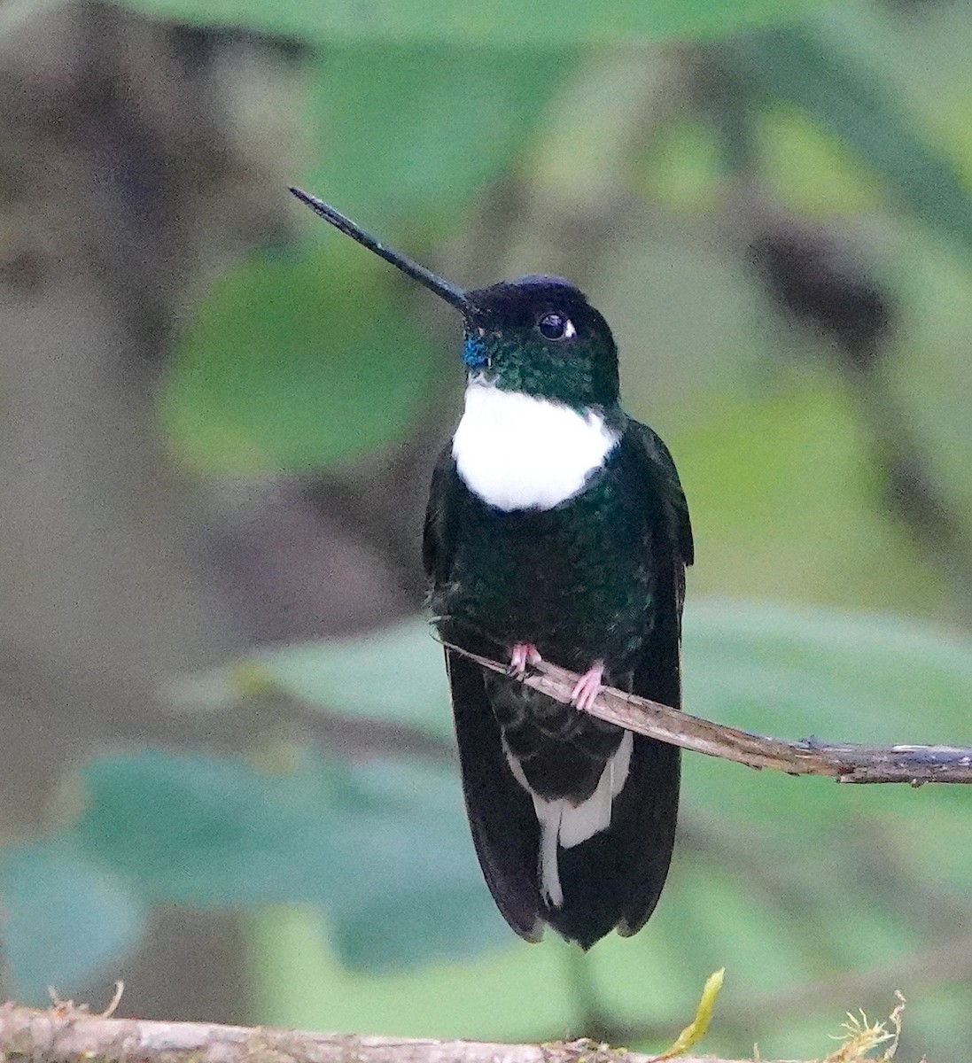 Collared Inca (Collared) - ML642782795