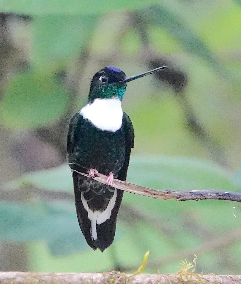 Collared Inca (Collared) - ML642782796