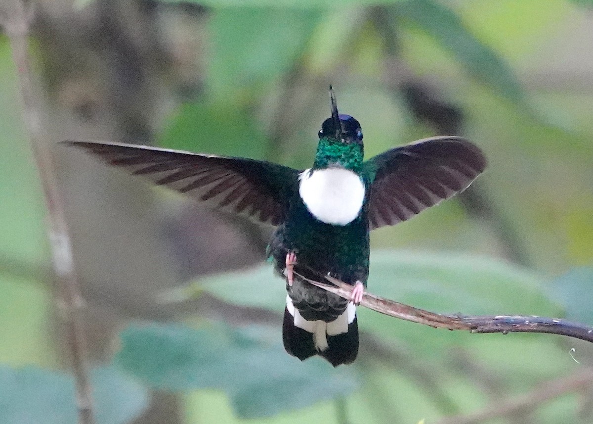 Collared Inca (Collared) - ML642782797