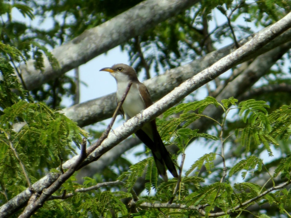 Yellow-billed Cuckoo - ML642782804