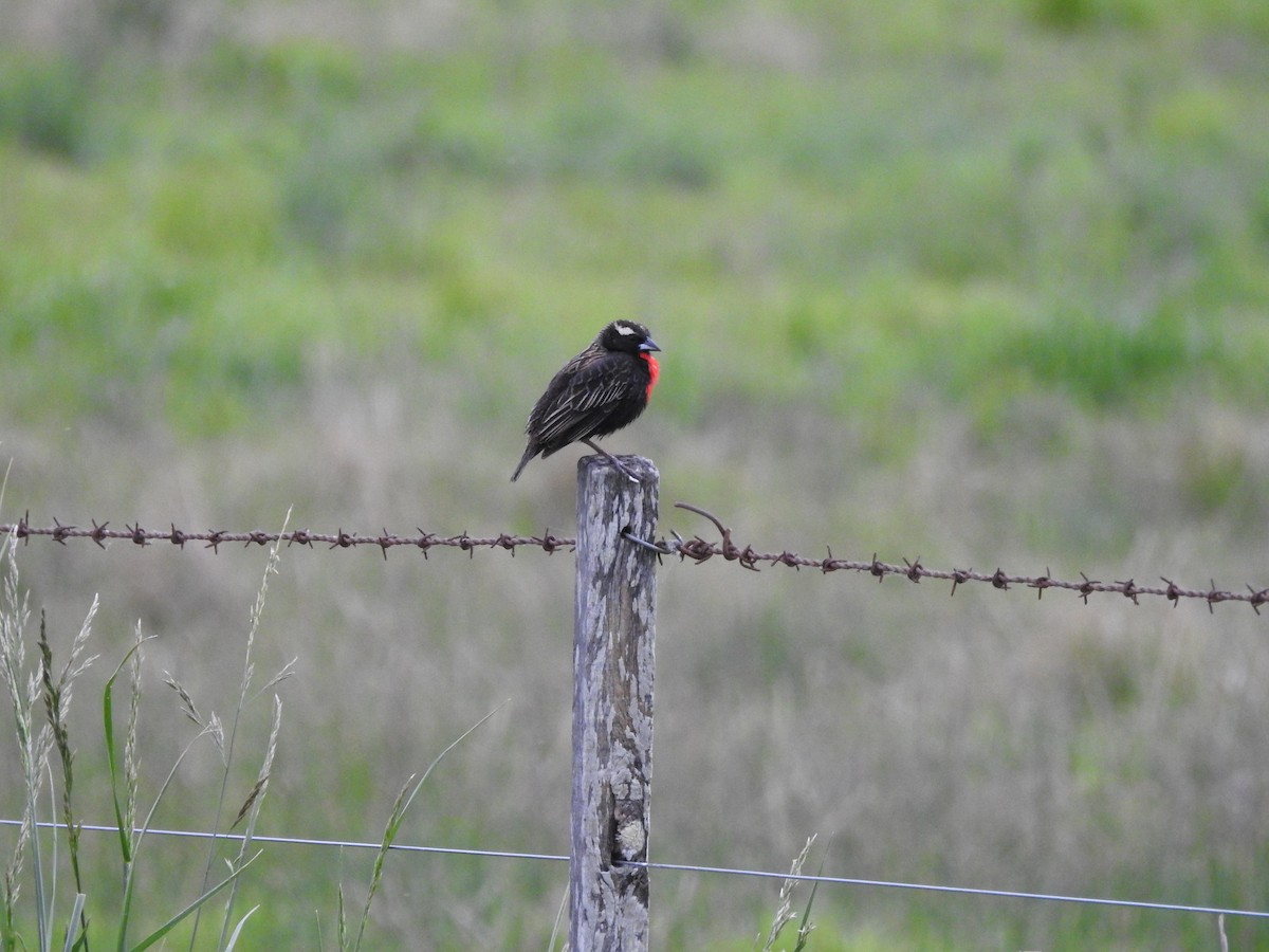 White-browed Meadowlark - ML642782812