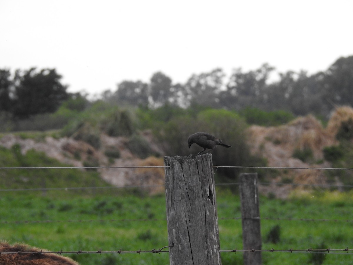 Shiny Cowbird - ML642782820