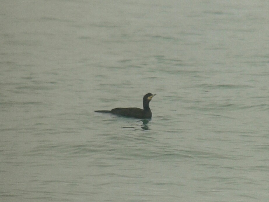 European Shag - ML642782867