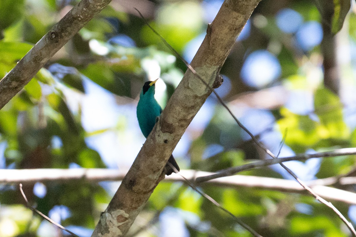 Green Honeycreeper - ML642782912