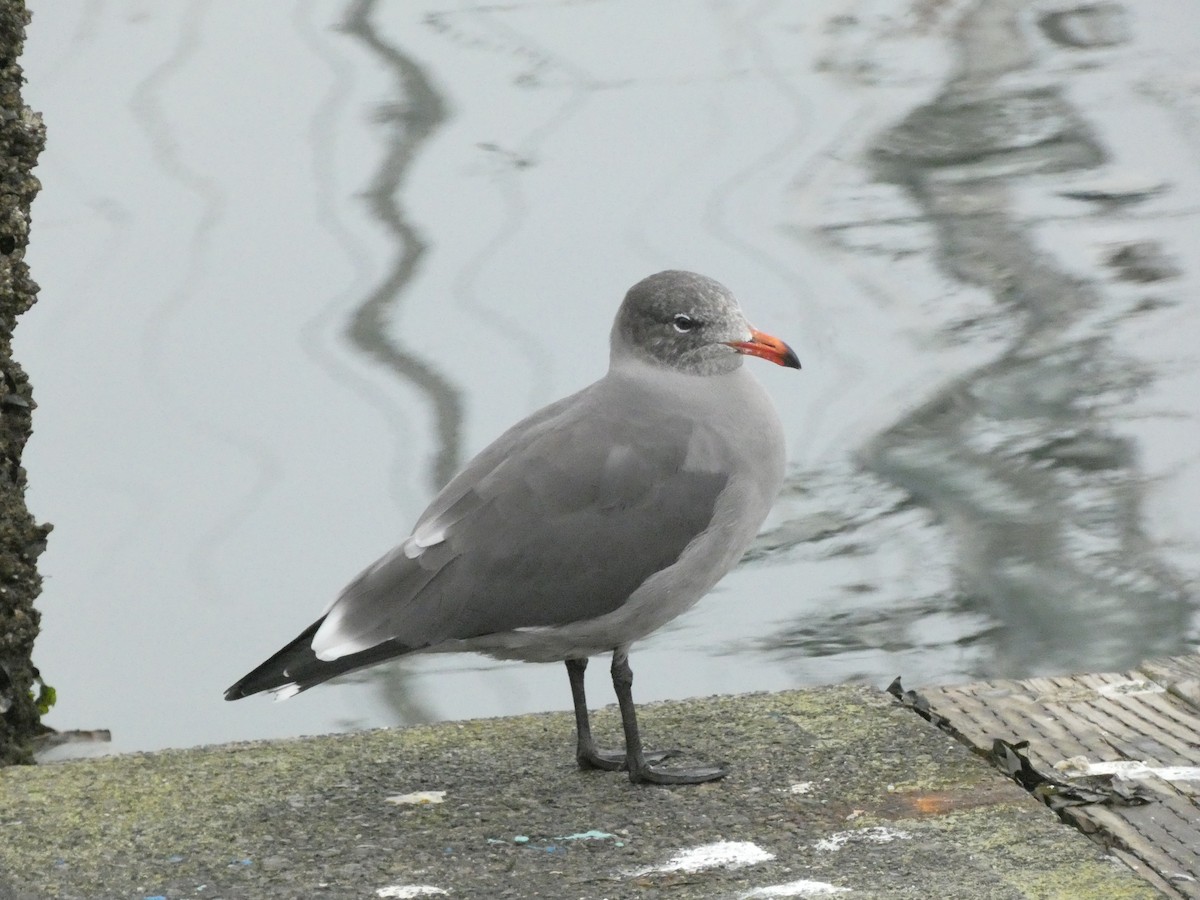 Heermann's Gull - ML642782921