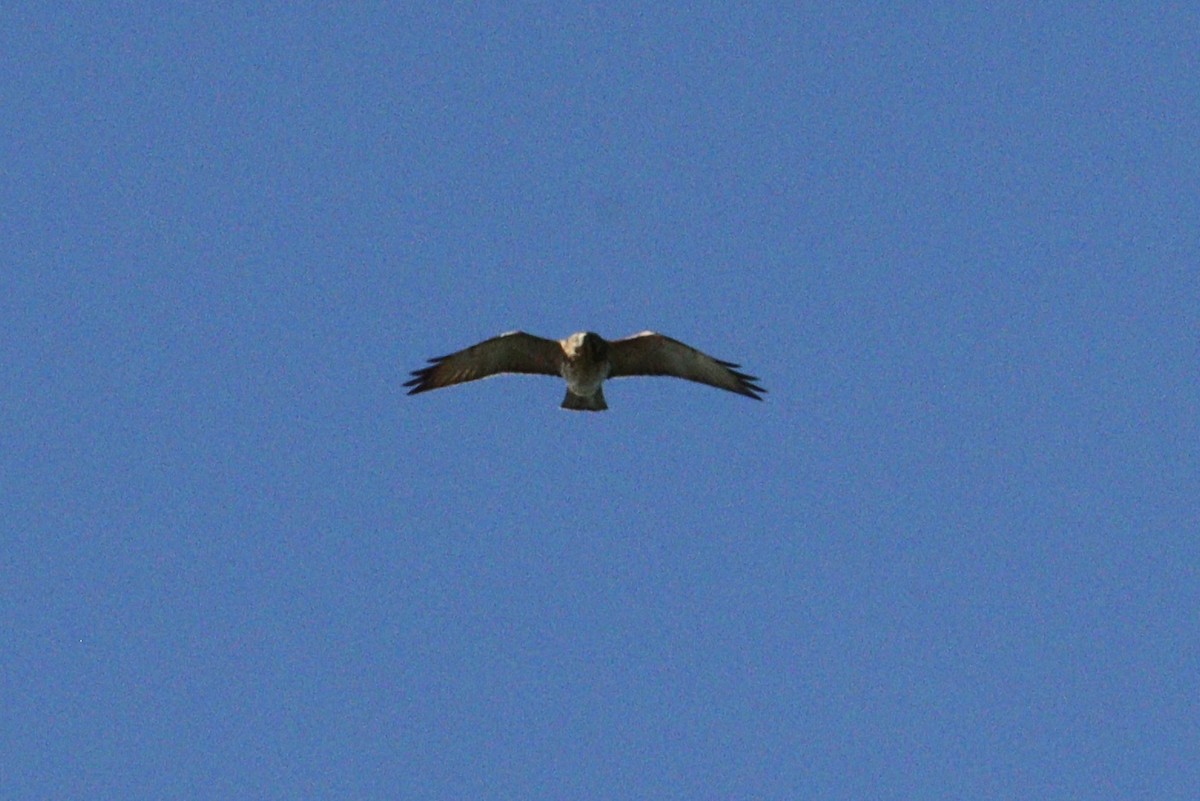 Broad-winged Hawk - ML642782934