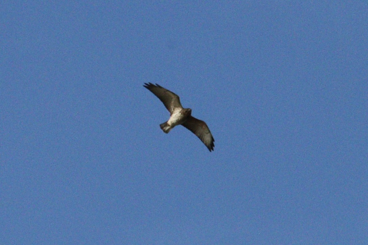 Broad-winged Hawk - ML642782935