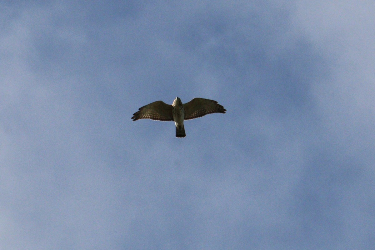 Broad-winged Hawk - ML642782936