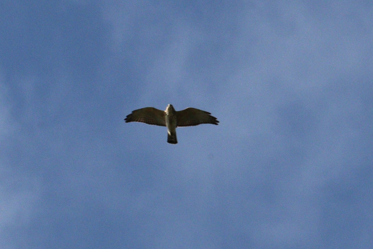 Broad-winged Hawk - ML642782937