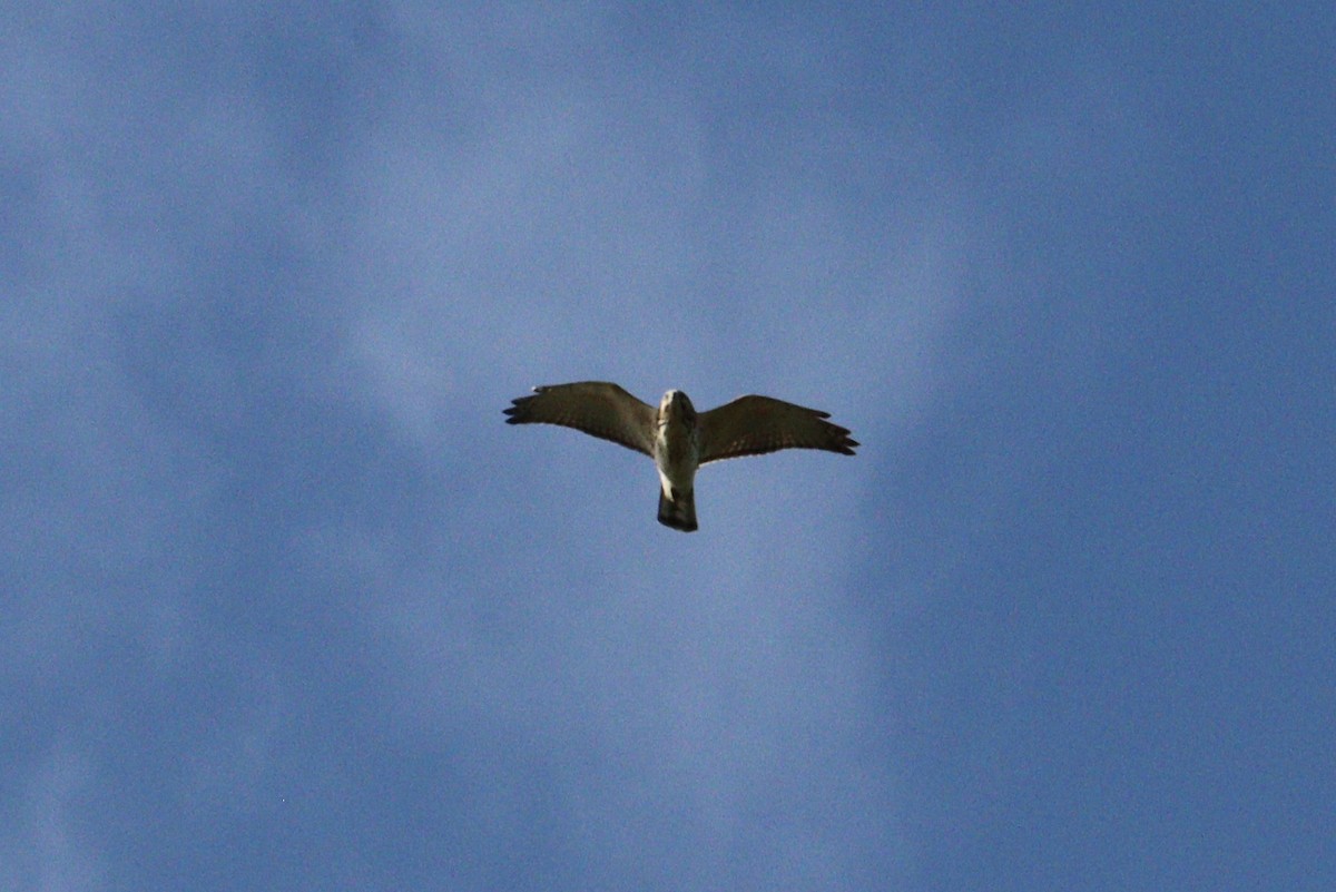Broad-winged Hawk - ML642782938