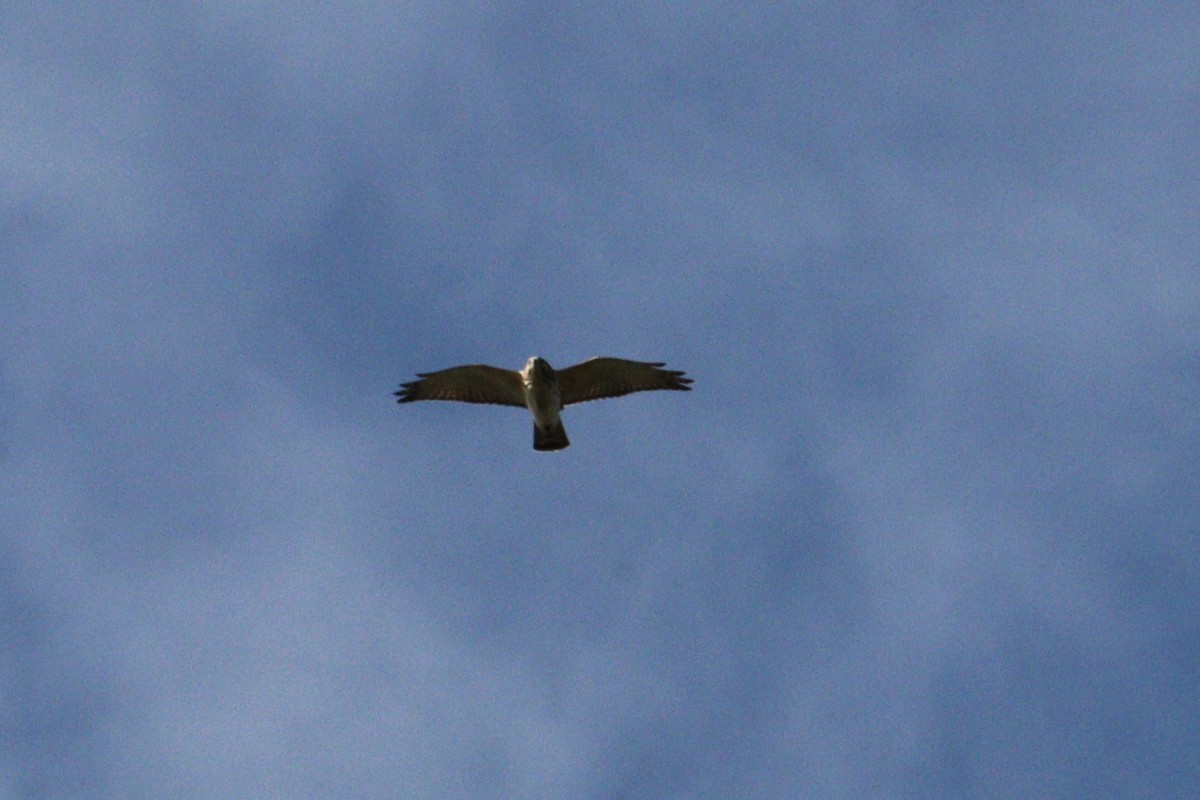 Broad-winged Hawk - ML642782939