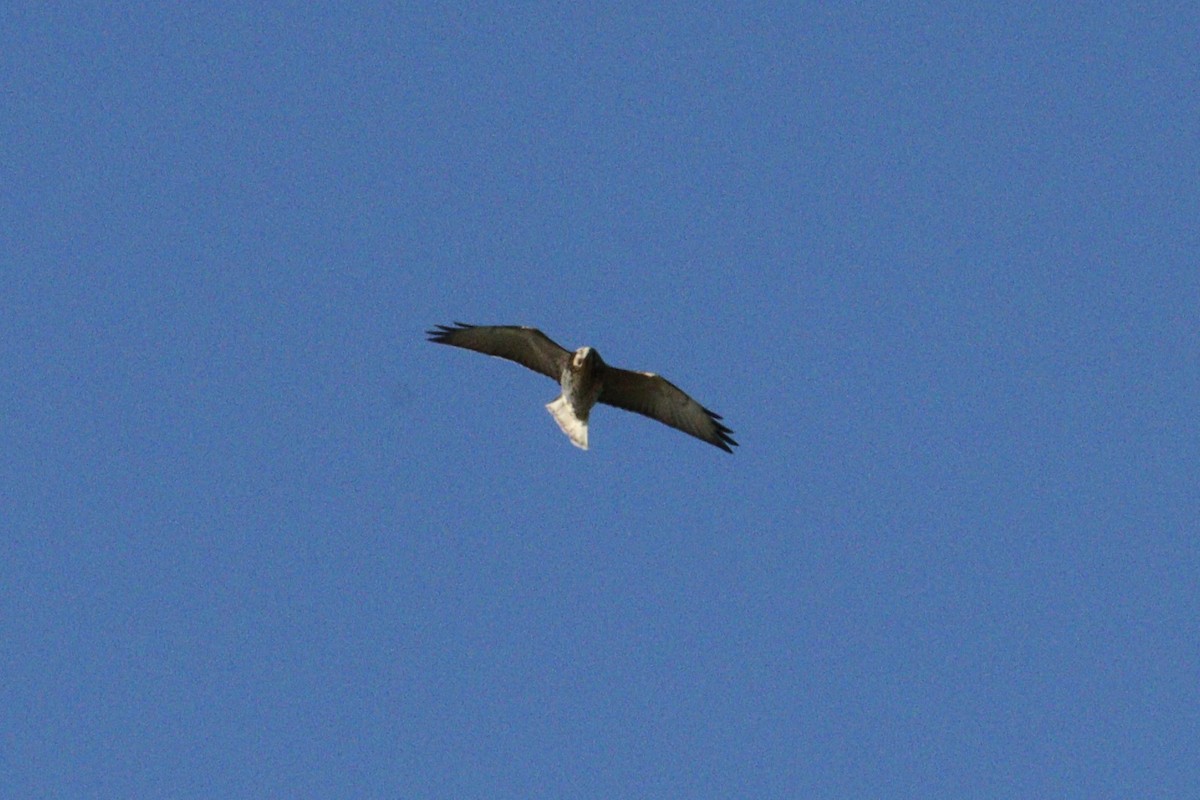 Broad-winged Hawk - ML642782940