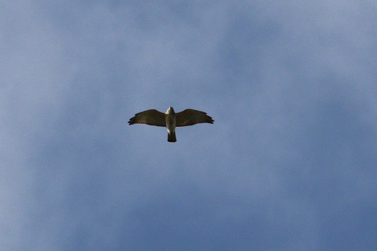 Broad-winged Hawk - ML642782941