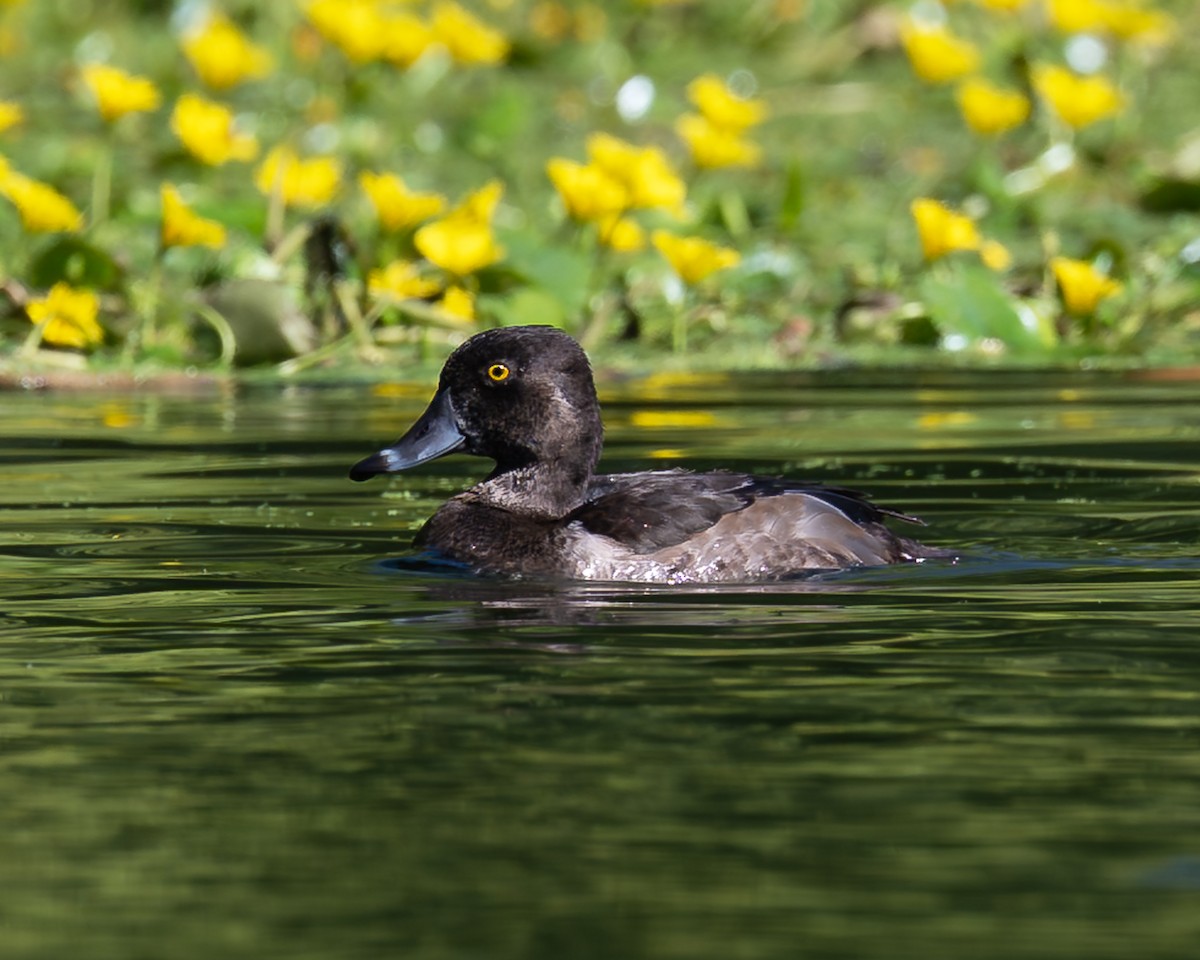 Ring-necked Duck - ML642782942