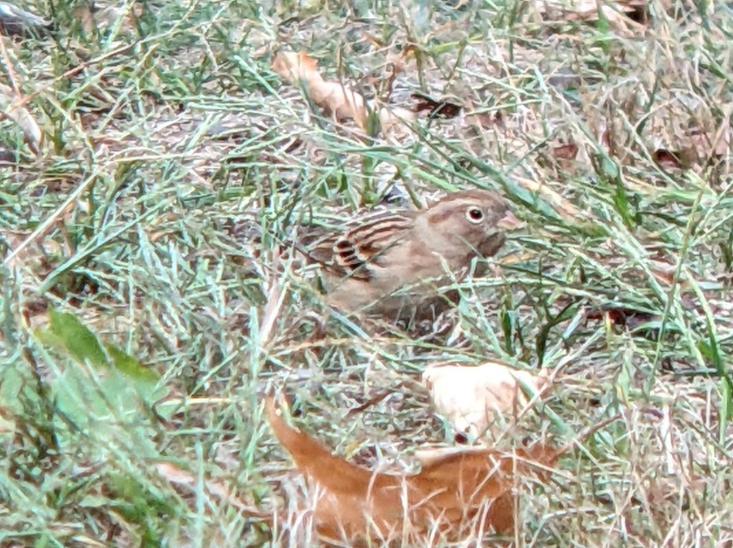 Field Sparrow - ML642782943