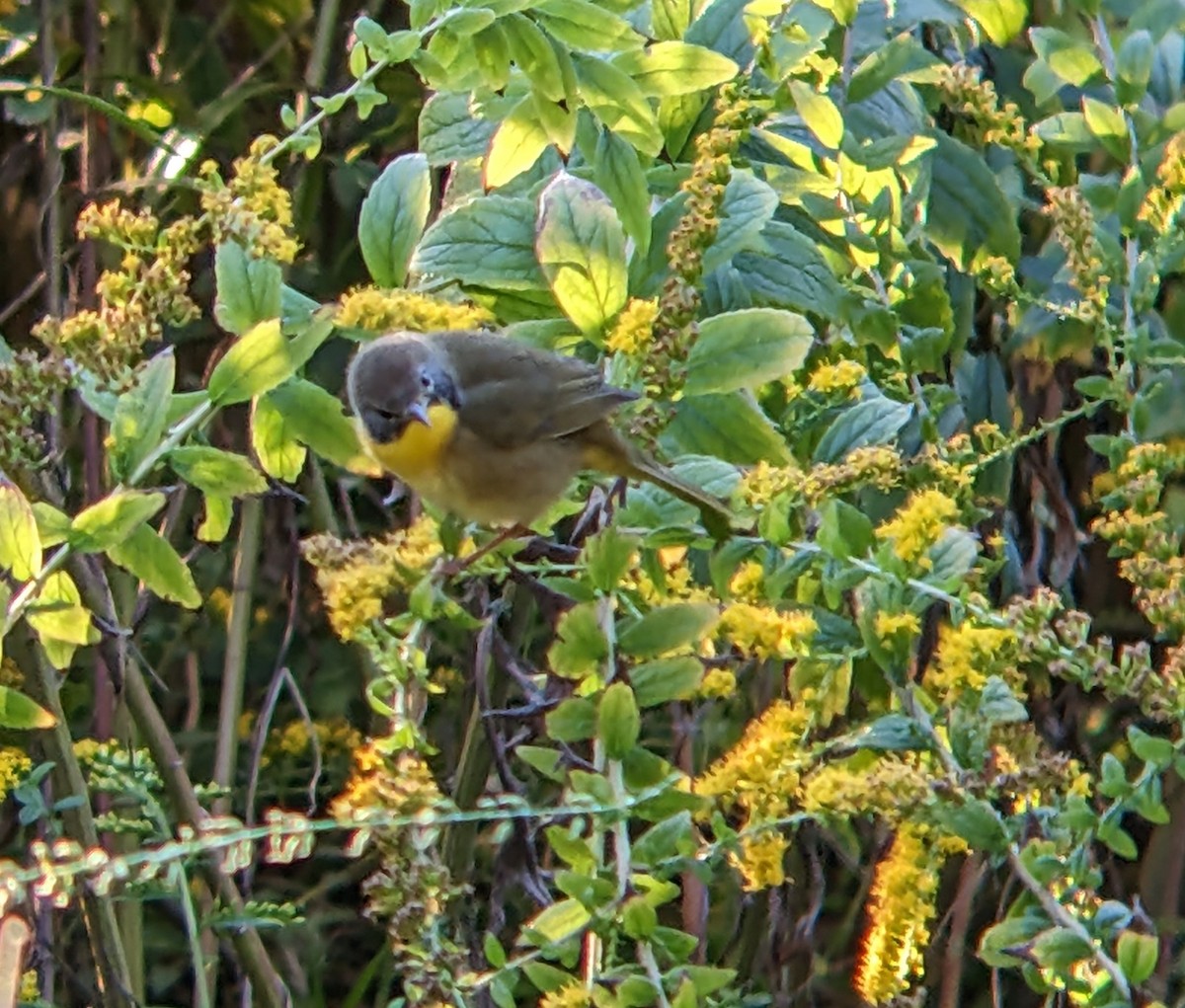 Common Yellowthroat - ML642782951