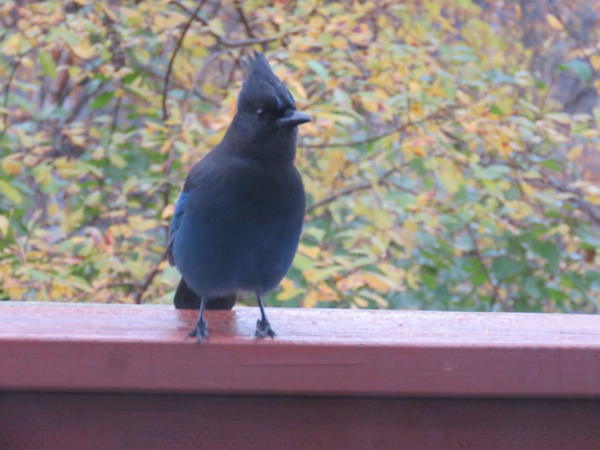Steller's Jay - ML642782957