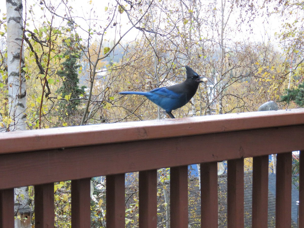 Steller's Jay - ML642782960