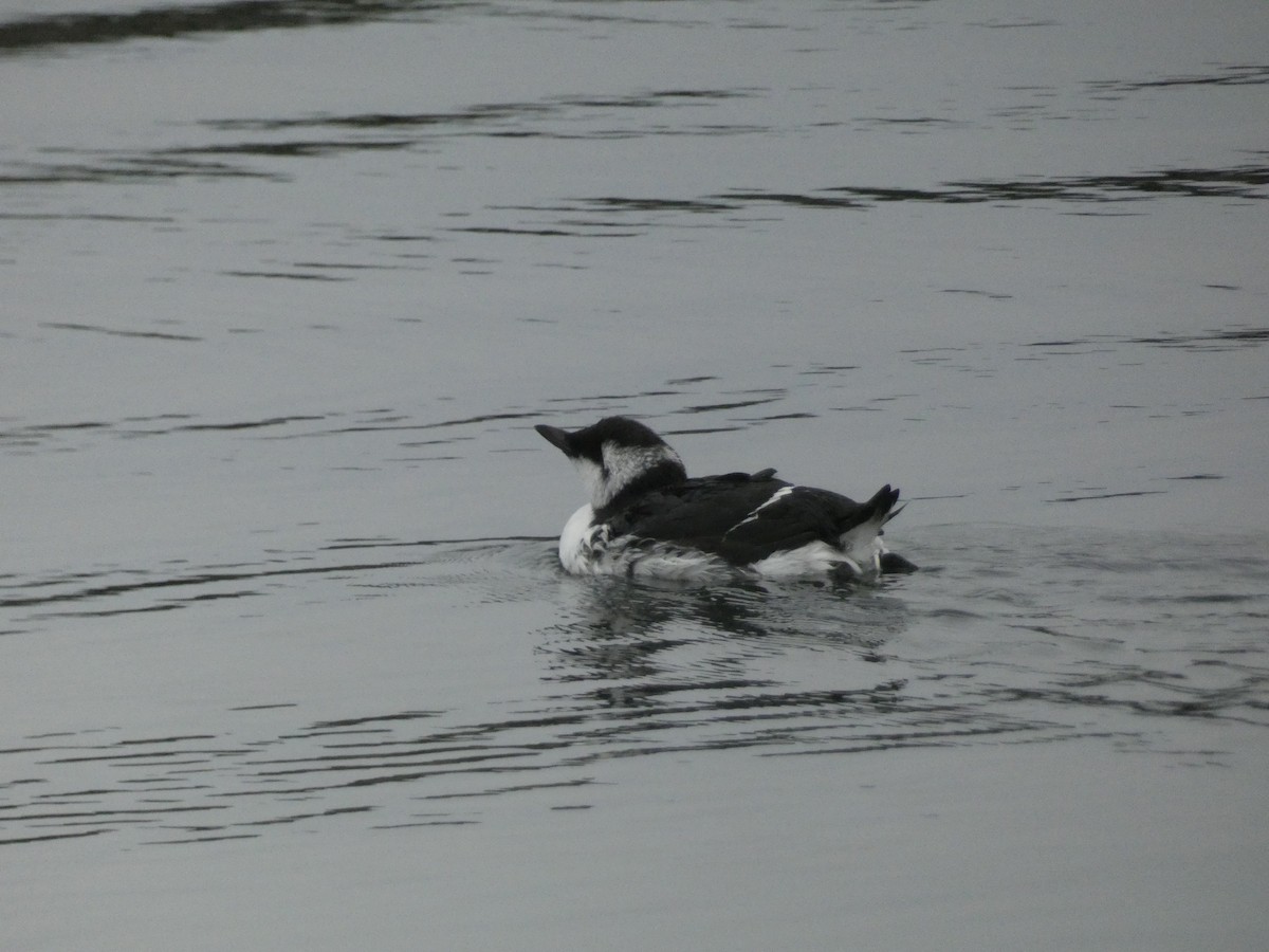 Common Murre - ML642782968