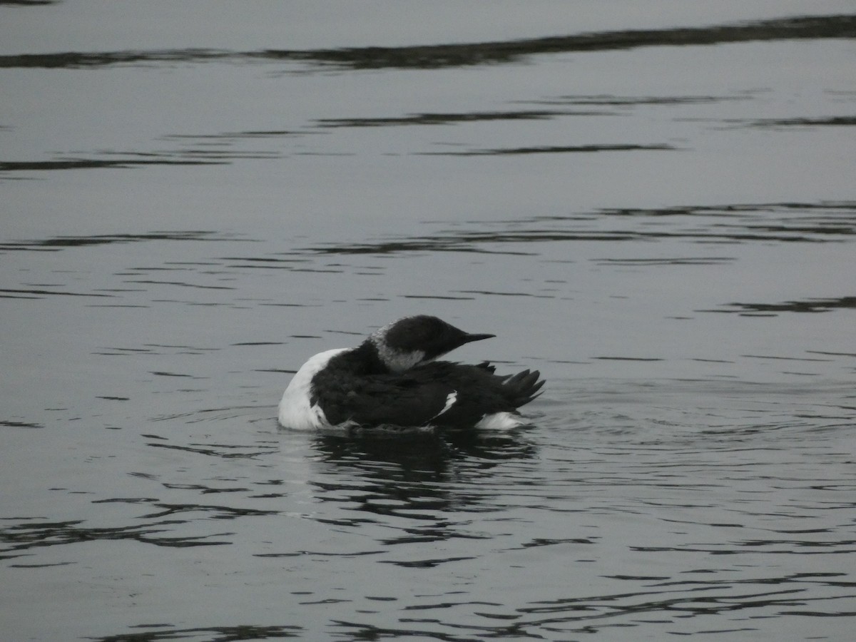 Common Murre - ML642782969