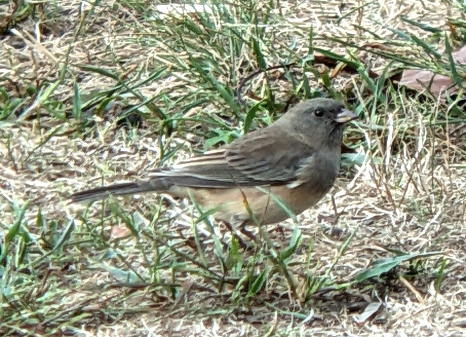 Dark-eyed Junco - ML642782975