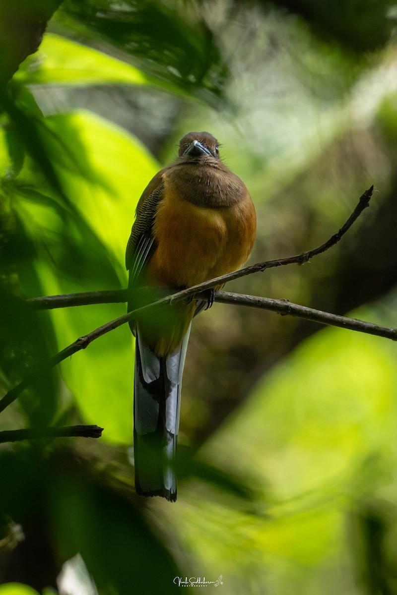 Malabar Trogon - ML642782976