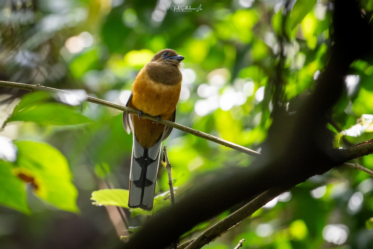 Malabar Trogon - ML642782978