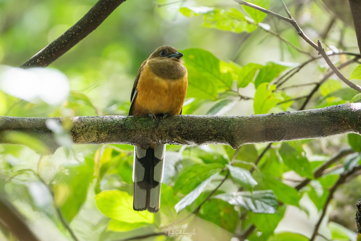 Malabar Trogon - ML642782979