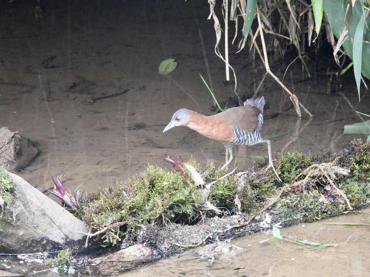 White-throated Crake - ML642782996