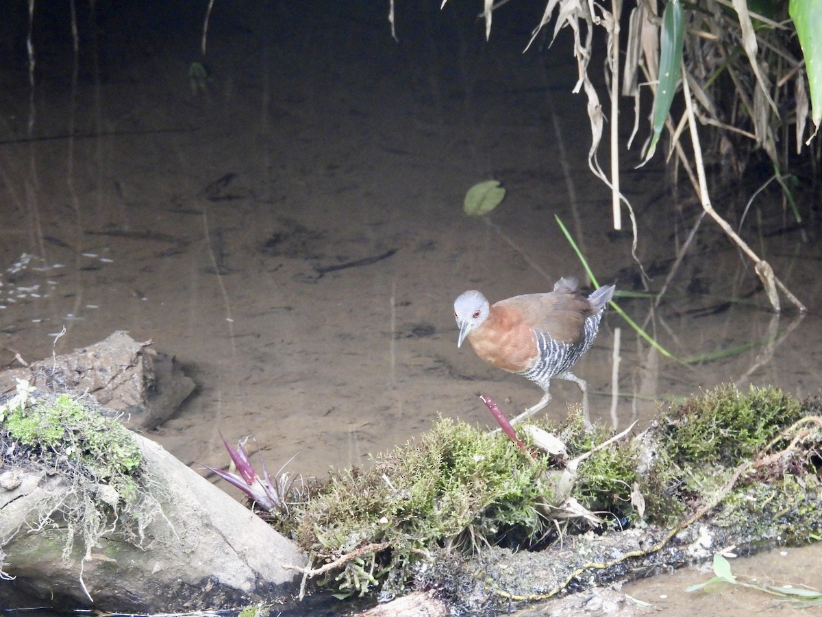White-throated Crake - ML642782997