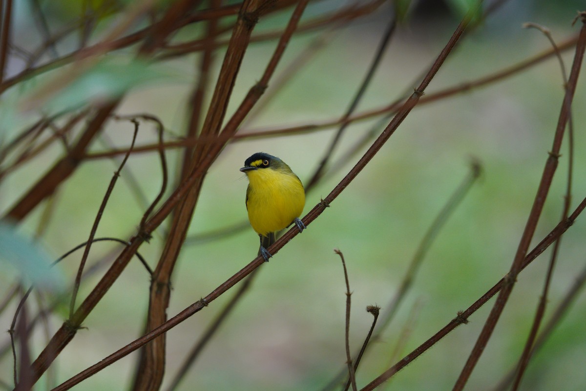 Gray-headed Tody-Flycatcher - ML642783014