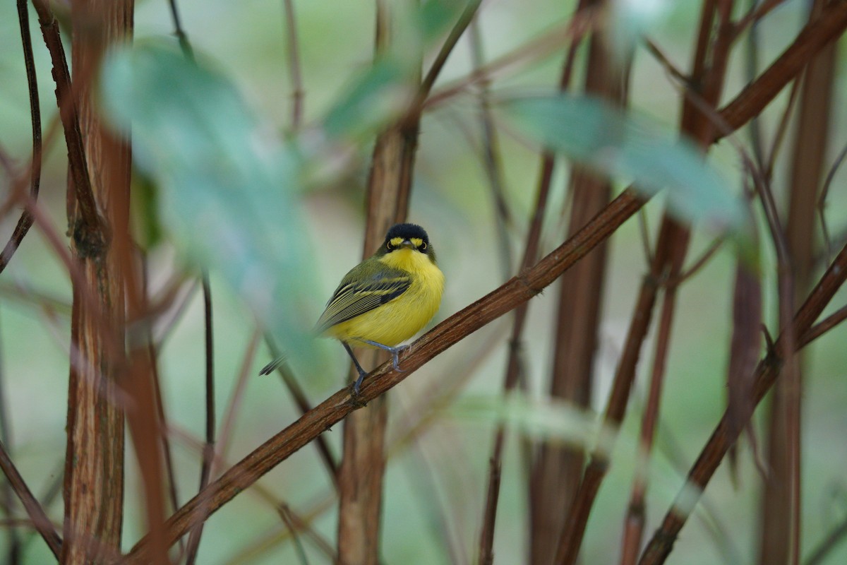 Gray-headed Tody-Flycatcher - ML642783015