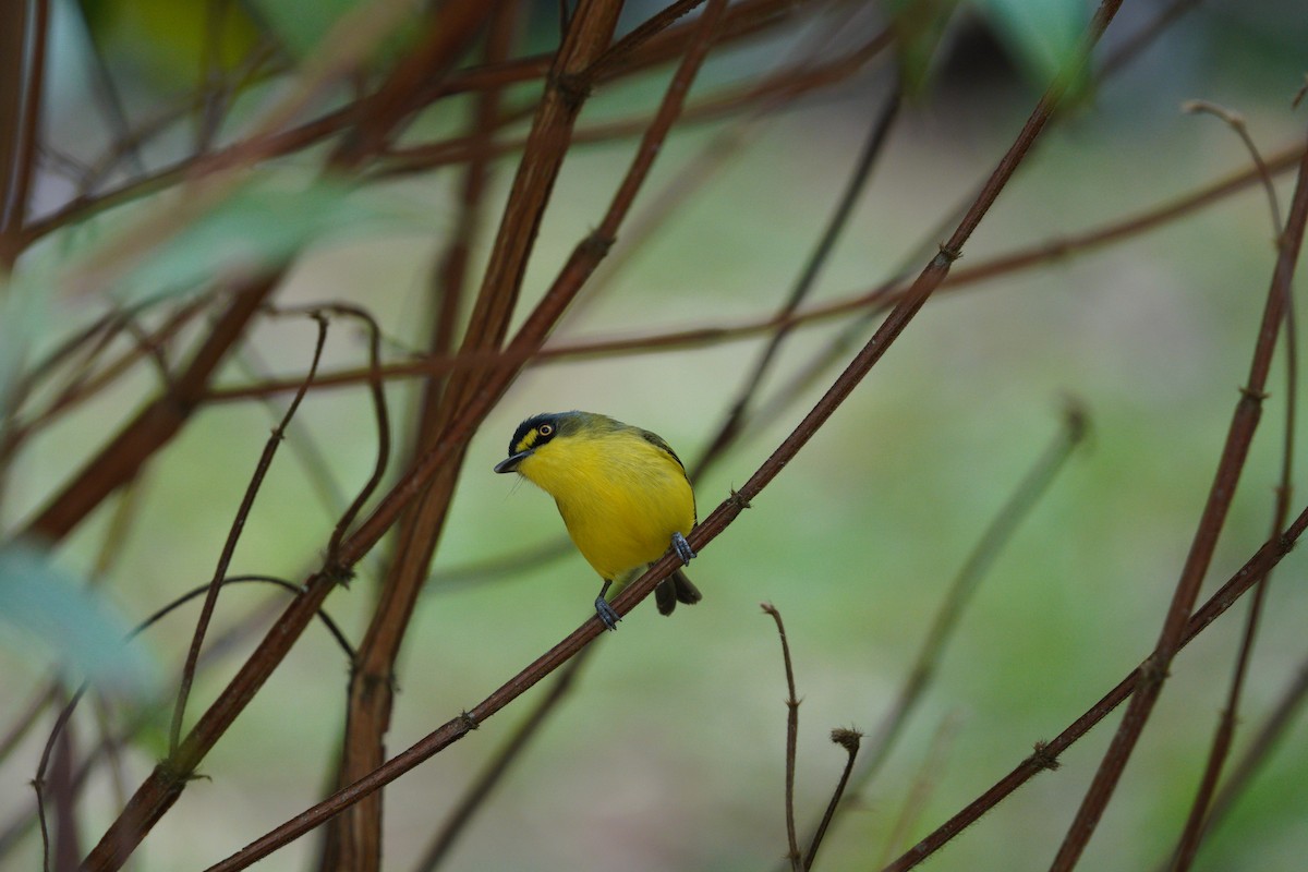 Gray-headed Tody-Flycatcher - ML642783016