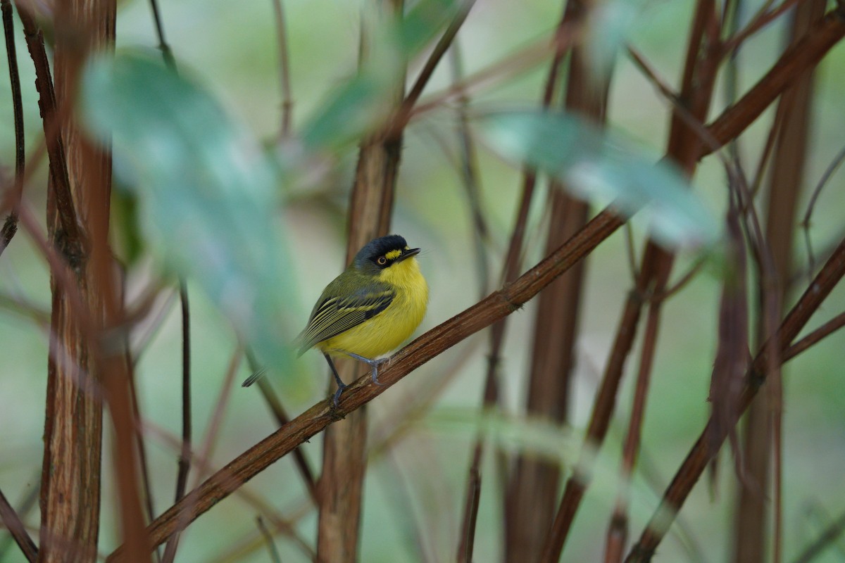 Gray-headed Tody-Flycatcher - ML642783017