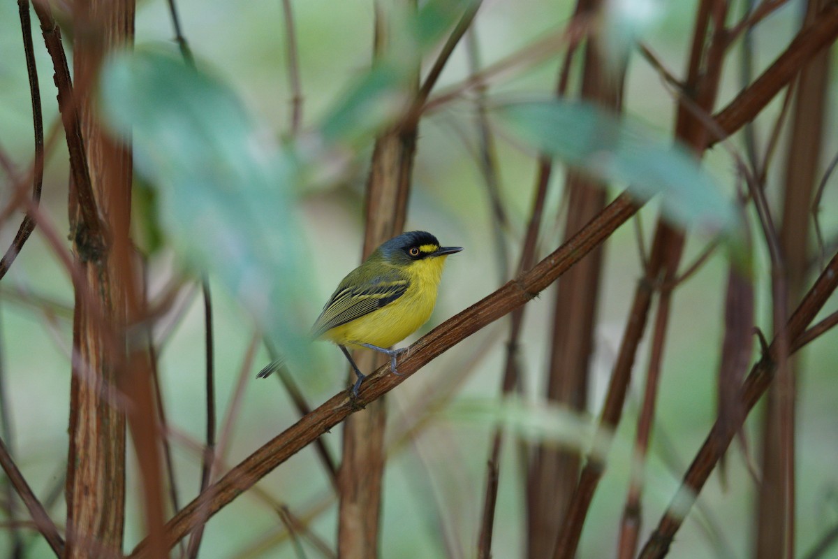 Gray-headed Tody-Flycatcher - ML642783018