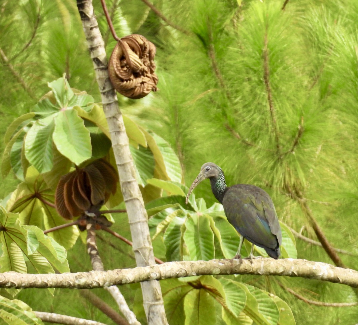 Green Ibis - ML642783019