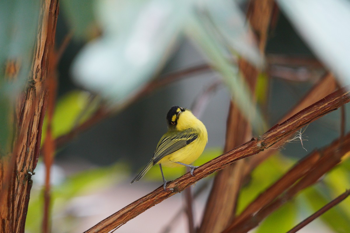 Gray-headed Tody-Flycatcher - ML642783020