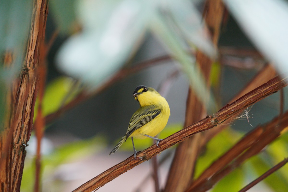 Gray-headed Tody-Flycatcher - ML642783021
