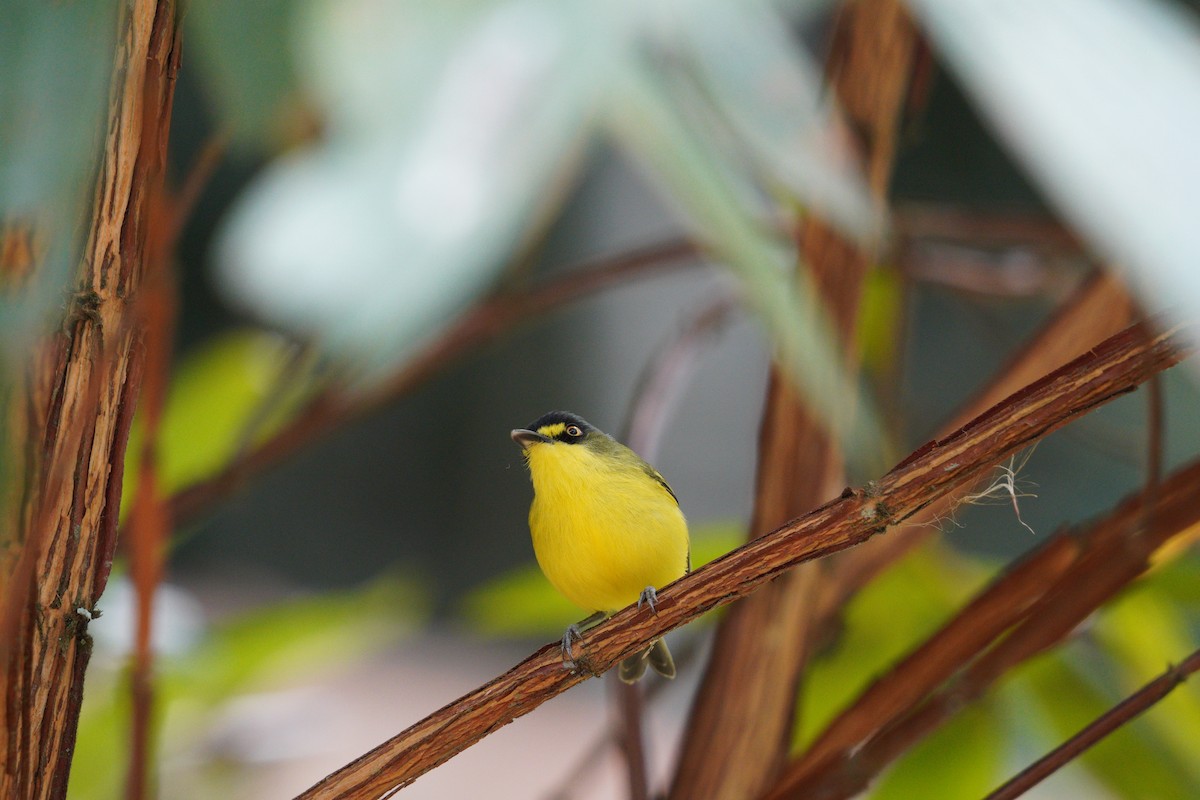 Gray-headed Tody-Flycatcher - ML642783022