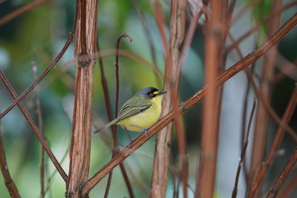 Gray-headed Tody-Flycatcher - ML642783023