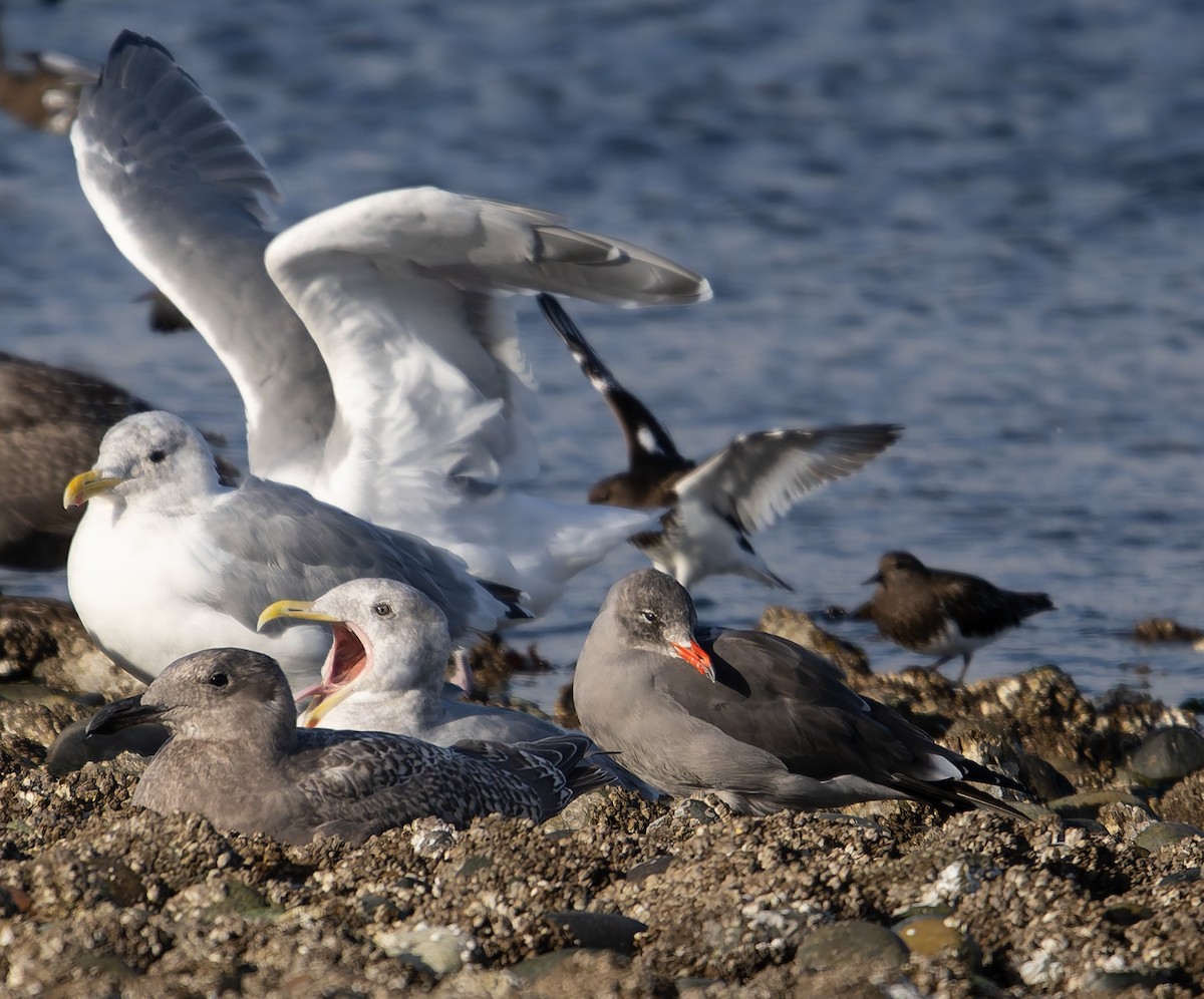 Heermann's Gull - ML642783030