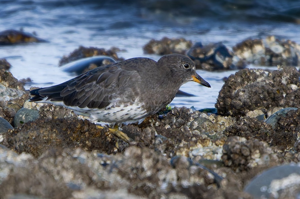 Surfbird - ML642783052